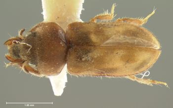Media type: image;   Entomology 2323 Aspect: habitus dorsal view